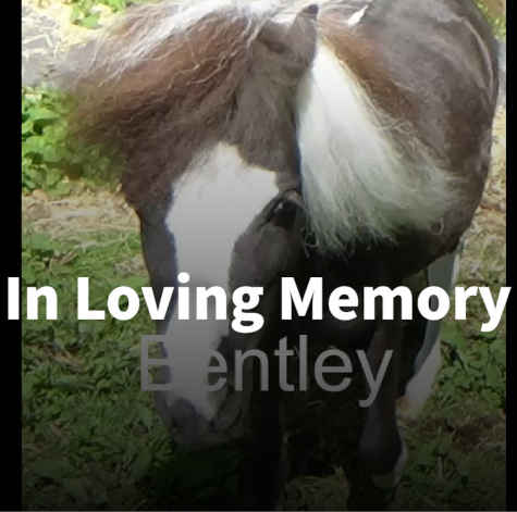 Miniature pony cruelly seized and destroyed children were deeply traumatized.