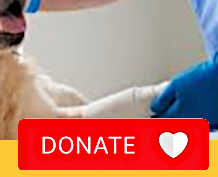 donations help animals with veterinary care