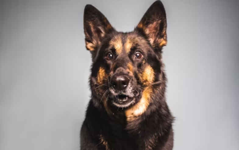 German shepherds seized by BC SPCA will not be returned