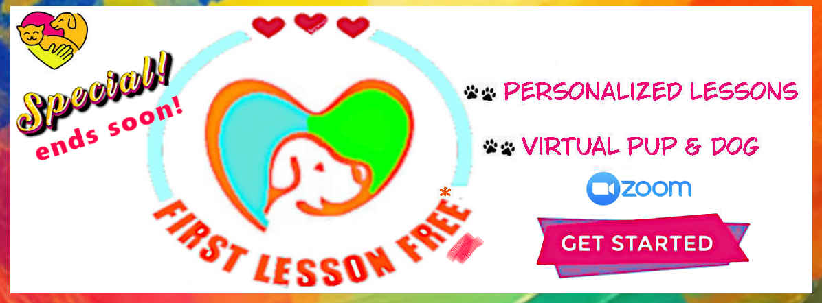 puppy and dog training from the comfort of your home