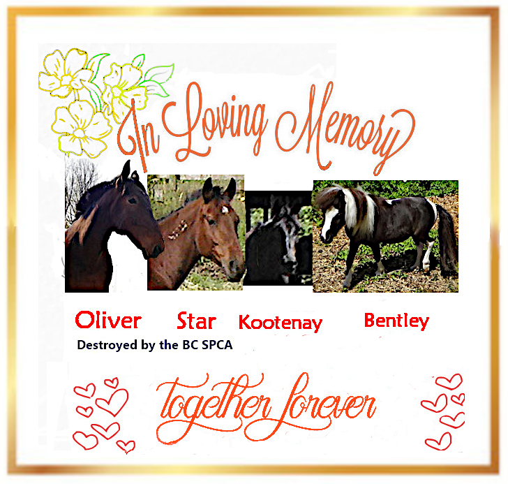 In loving memory of Oliver, Star, Kootenay and Bentley the Epona farm and rescue horses