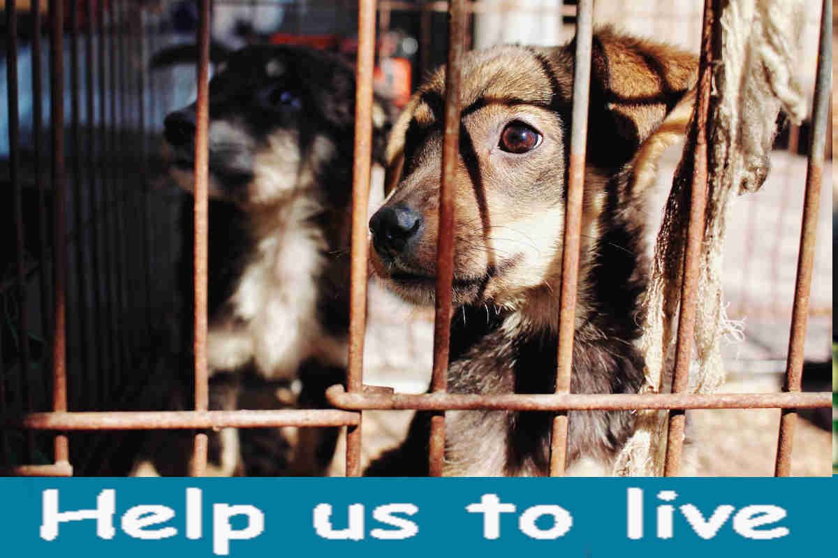 help animals live happy lives in BC