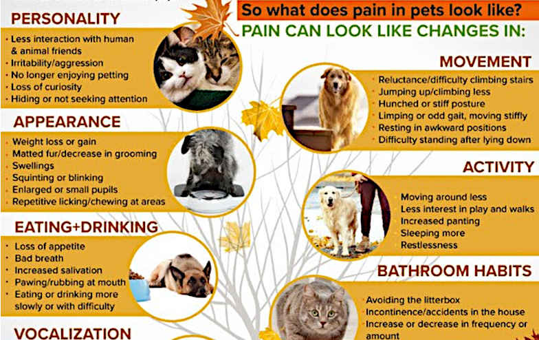 the signs of dogs and cats in pain