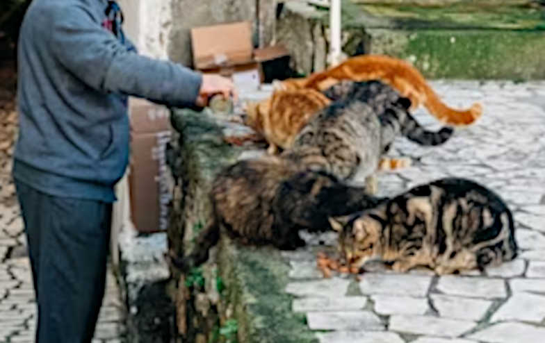 What can happen if you help  stray or feral cats