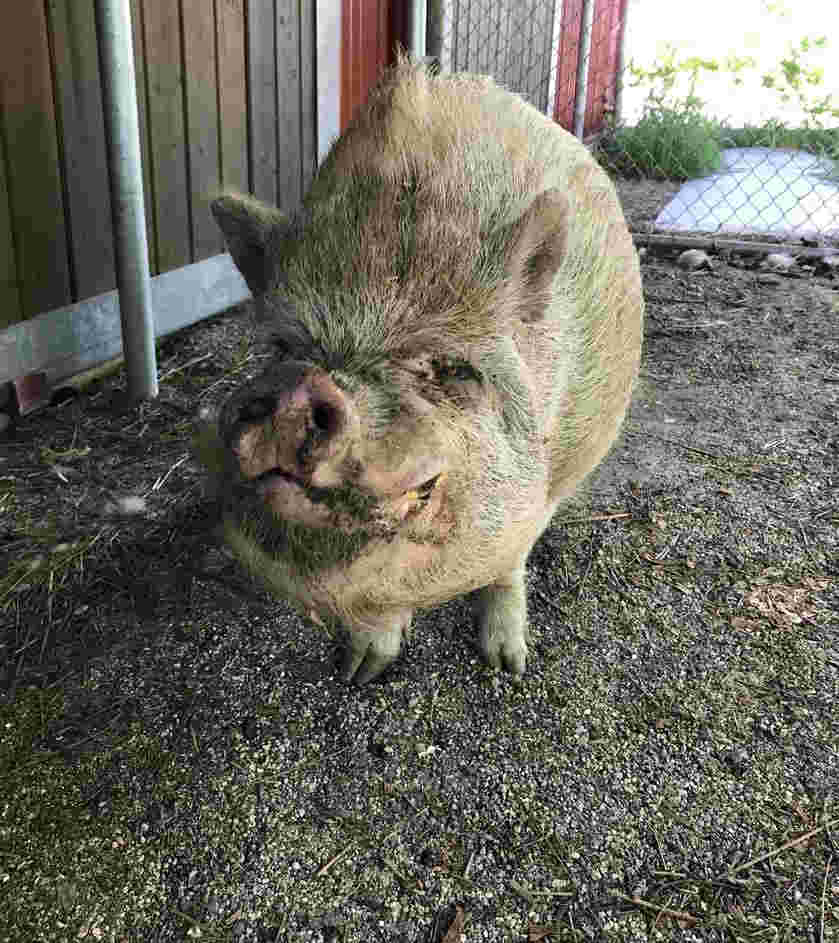 Wilbur, the potbellied pig