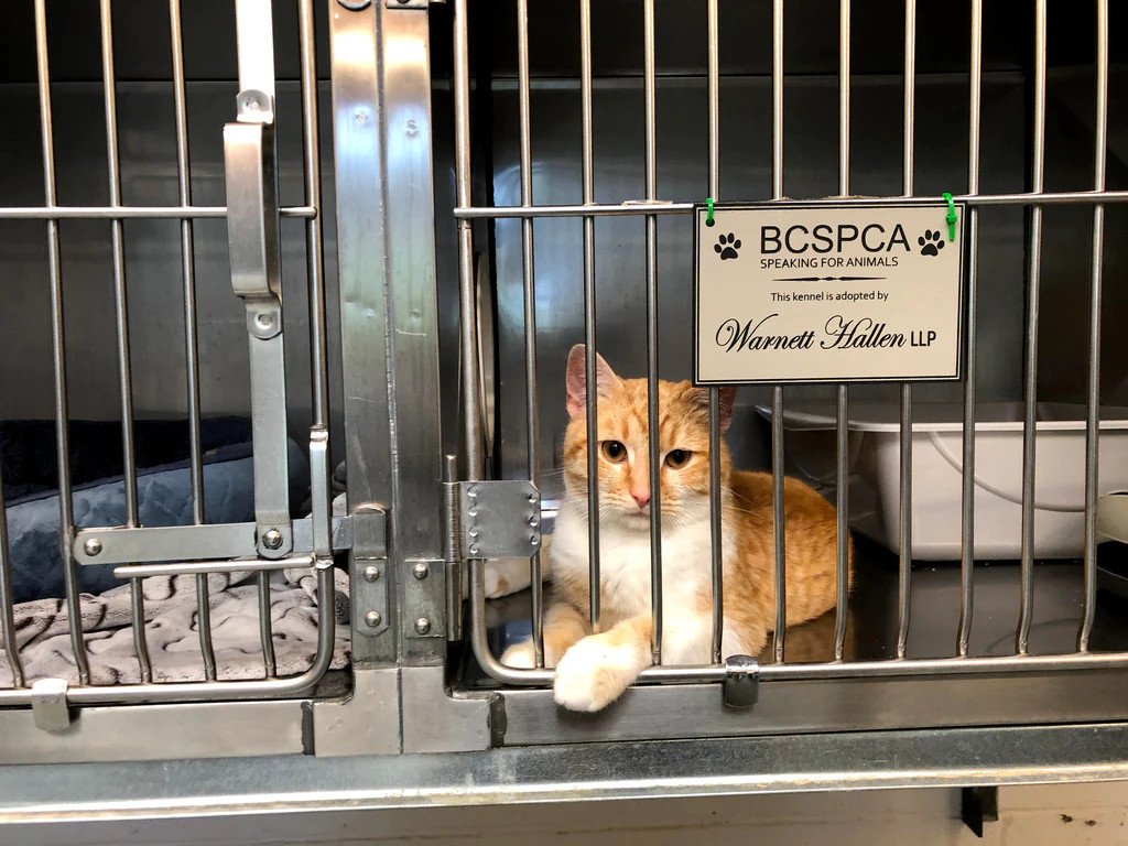 A sad cat comfined to a small cage at the BC SPCA